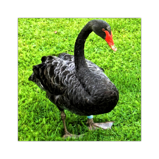 Canvas Art. English Landscapes & Nature. Black Swan. Dawlish. Devon. England.