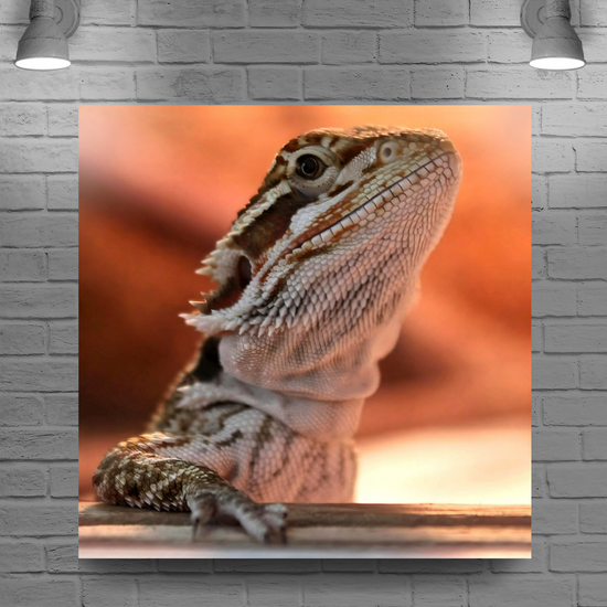 Canvas Art. Bulgarian Landscapes & Nature. Bearded Dragon. Varna. Bulgaria.