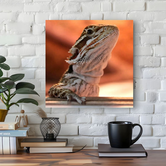 Canvas Art. Bulgarian Landscapes & Nature. Bearded Dragon. Varna. Bulgaria.