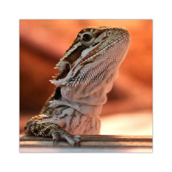 Canvas Art. Bulgarian Landscapes & Nature. Bearded Dragon. Varna. Bulgaria.