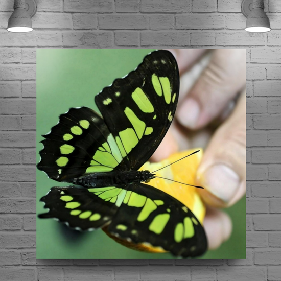 Canvas Art. Bulgarian Landscapes & Nature. Butterfly House. Varna. Bulgaria.