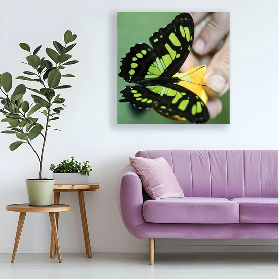 Canvas Art. Bulgarian Landscapes & Nature. Butterfly House. Varna. Bulgaria.