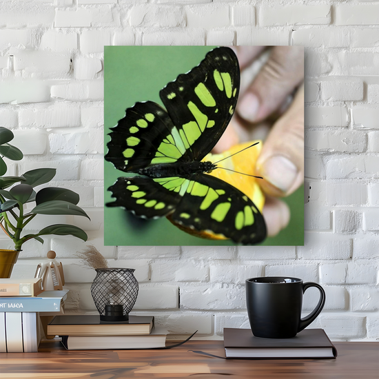 Canvas Art. Bulgarian Landscapes & Nature. Butterfly House. Varna. Bulgaria.