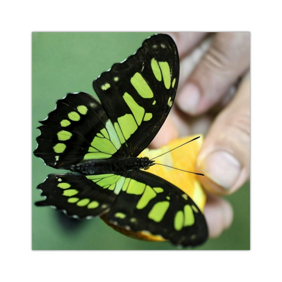 Canvas Art. Bulgarian Landscapes & Nature. Butterfly House. Varna. Bulgaria.