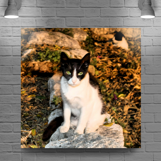Canvas Art. Grecian Cityscapes & Nature. Street Cats. Rhodes Medieval Town. Greece.