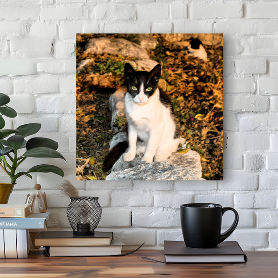 Canvas Art. Grecian Cityscapes & Nature. Street Cats. Rhodes Medieval Town. Greece.