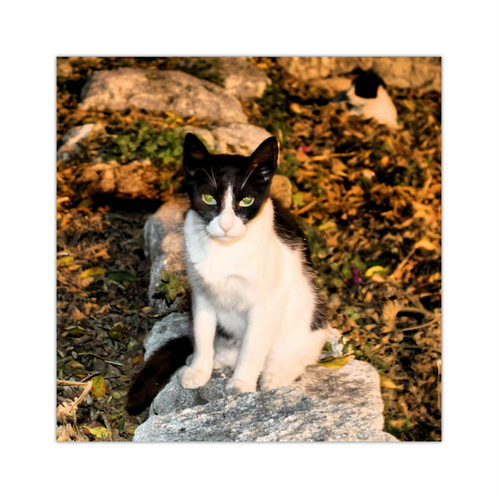 Canvas Art. Grecian Cityscapes & Nature. Street Cats. Rhodes Medieval Town. Greece.