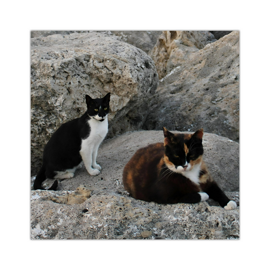 Canvas Art. Grecian Seascapes & Nature. Rhodes. Greece.