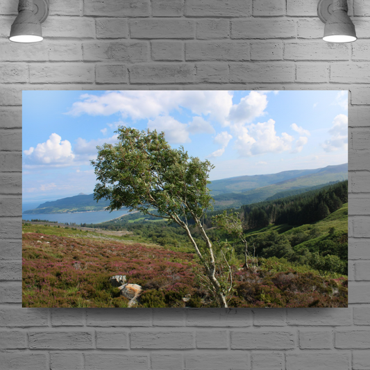 Canvas Art. Scottish Landscapes & Seascapes. Goatfell Mountain Trail. Isle of Arran. Scotland.