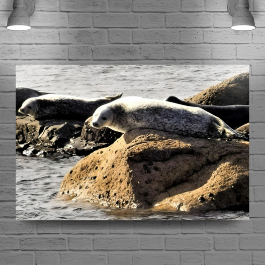 Canvas Art. Scottish Seascapes & Nature. Kildonan Beach. Isle of Arran. Scotland.