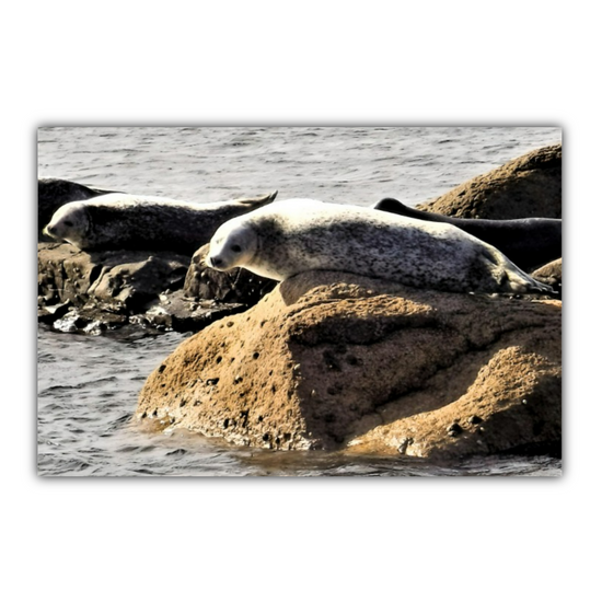 Canvas Art. Scottish Seascapes & Nature. Kildonan Beach. Isle of Arran. Scotland.