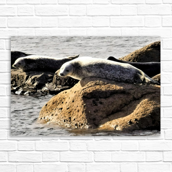 Canvas Art. Scottish Seascapes & Nature. Kildonan Beach. Isle of Arran. Scotland.