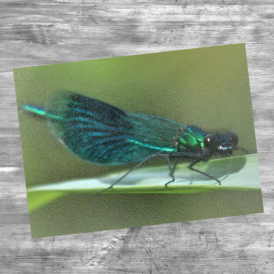 Animals & Nature. The Stylish Textured Glass Chopping Board. The Beautiful Demoiselle Damselfly. Doncaster. Yorkshire. England.