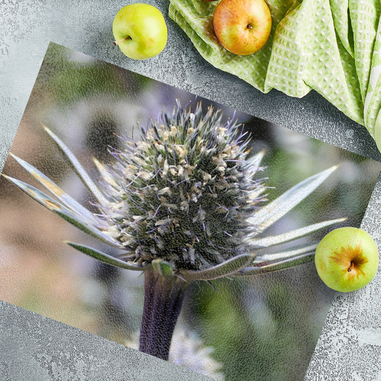 Animals & Nature. The Stylish Textured Glass Chopping Board. Mediterranean Sea Holy Flower. Brodick Castle Gardens. Isle of Arran. Scotland.