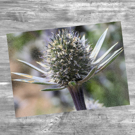 Animals & Nature. The Stylish Textured Glass Chopping Board. Mediterranean Sea Holy Flower. Brodick Castle Gardens. Isle of Arran. Scotland.