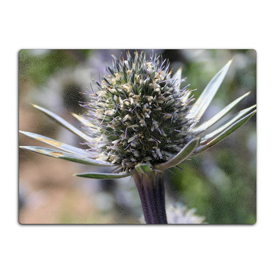 Animals & Nature. The Stylish Textured Glass Chopping Board. Mediterranean Sea Holy Flower. Brodick Castle Gardens. Isle of Arran. Scotland.