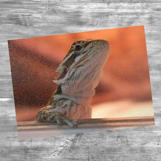 Animals & Nature. The Stylish Textured Glass Chopping Board. Bearded Dragon. Varna. Bulgaria.