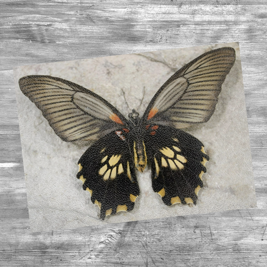 Animals & Nature. The Stylish Textured Glass Chopping Board. Butterfly House. Varna. Bulgaria.