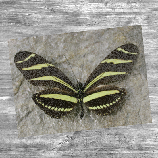 Animals & Nature. The Stylish Textured Glass Chopping Board. Butterfly House. Varna.  Bulgaria.