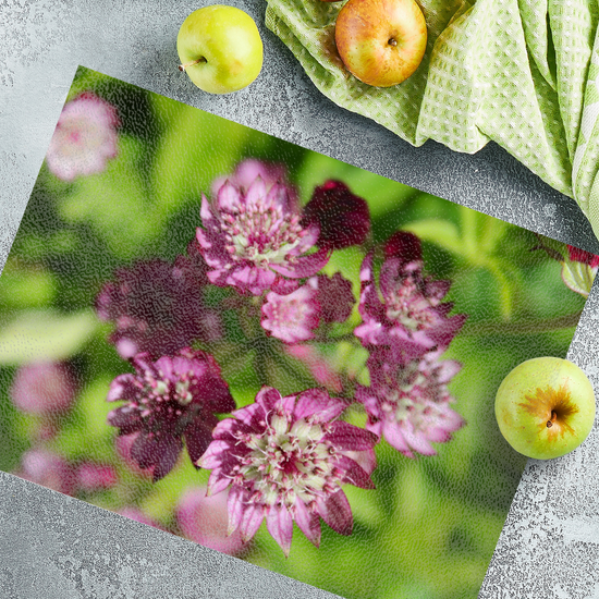 Animals & Nature. The Stylish Textured Glass Chopping Board. Astrantia Major Flower. Brodick  Castle Gardens. Isle of Arran. Scotland.