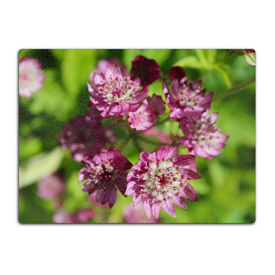 Animals & Nature. The Stylish Textured Glass Chopping Board. Astrantia Major Flower. Brodick  Castle Gardens. Isle of Arran. Scotland.