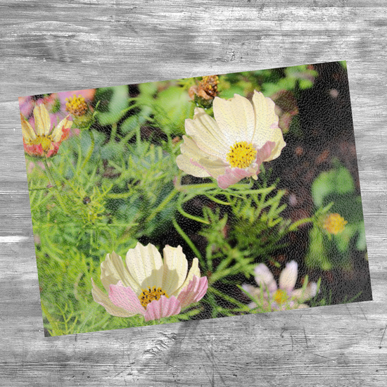 Animals & Nature. The Stylish Textured Glass Chopping Board. Cosmos Bipinnatus Flower. Brodick Castle Gardens. Isle of Arran. Scotland.
