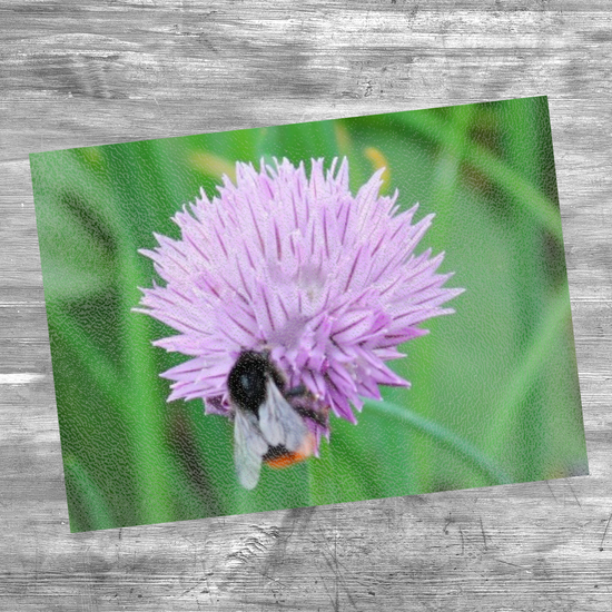Animals & Nature. The Stylish Textured Glass Chopping Board. Clifton Park. Rotherham. Yorkshire. England.