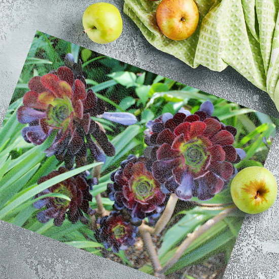 Animals & Nature. The Stylish Textured Glass Chopping Board. Aeonium Killmanjaro Flower. Brodick Castle Gardens. Isle of Arran. Scotland.