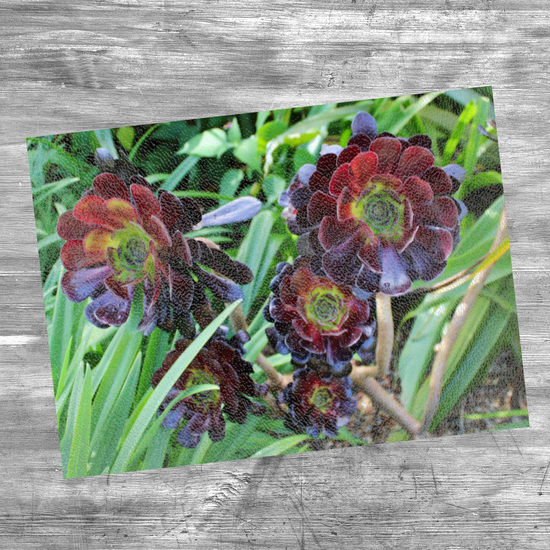 Animals & Nature. The Stylish Textured Glass Chopping Board. Aeonium Killmanjaro Flower. Brodick Castle Gardens. Isle of Arran. Scotland.