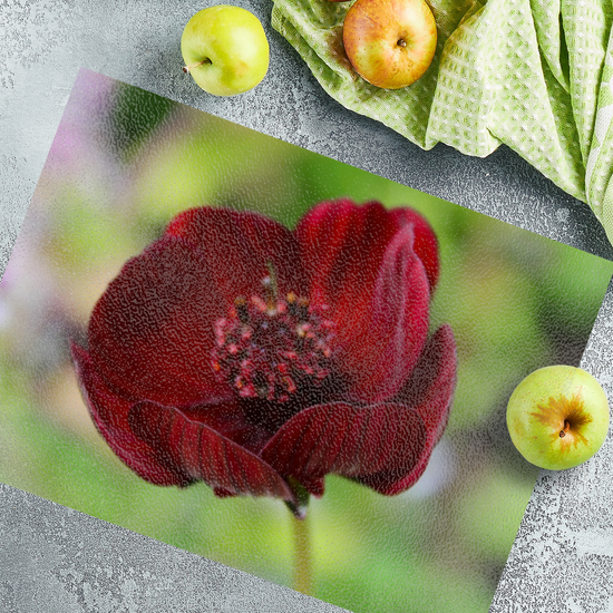 Animals & Nature. The Stylish Textured Glass Chopping Board. Chocolate Cosmos Flower. Brodick Castle Gardens. Isle of Arran. Scotland.