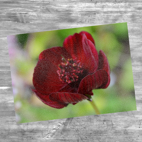 Animals & Nature. The Stylish Textured Glass Chopping Board. Chocolate Cosmos Flower. Brodick Castle Gardens. Isle of Arran. Scotland.