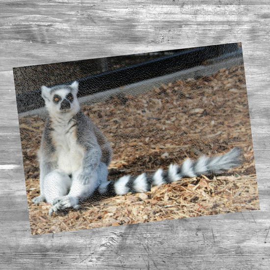 Animals & Nature. The Stylish Textured Glass Chopping Board. The Ring Tailed Lemur. Yorkshire Wildlife Park. Doncaster. Yorkshire. England.