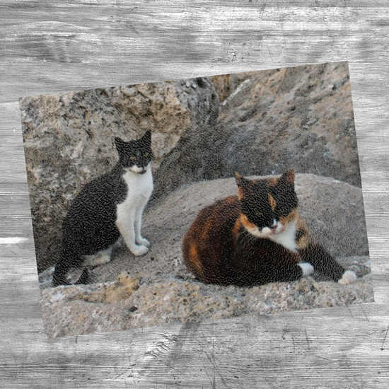 Animals & Nature. The Stylish Textured Glass Chopping Board. Wild Cats of Rhodes. Greece.