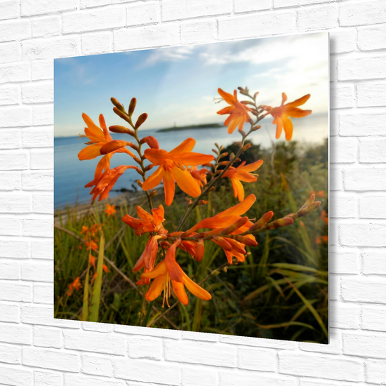 Metal Wall Art Prints. Pladda Island View. Isle of Arran. Scotland.