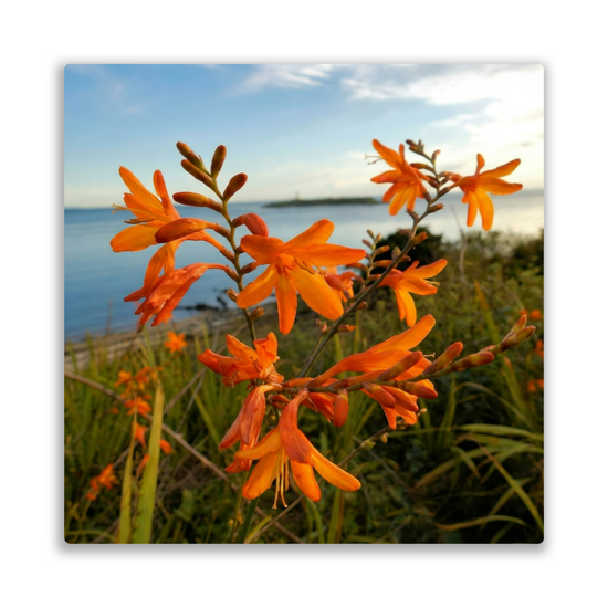 Metal Wall Art Prints. Pladda Island View. Isle of Arran. Scotland.