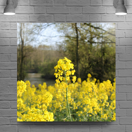 Giclée Mounted Wall Art Prints. Langhold Country Park. Nottinghamshire. England.