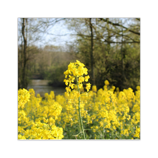 Giclée Mounted Wall Art Prints. Langhold Country Park. Nottinghamshire. England.