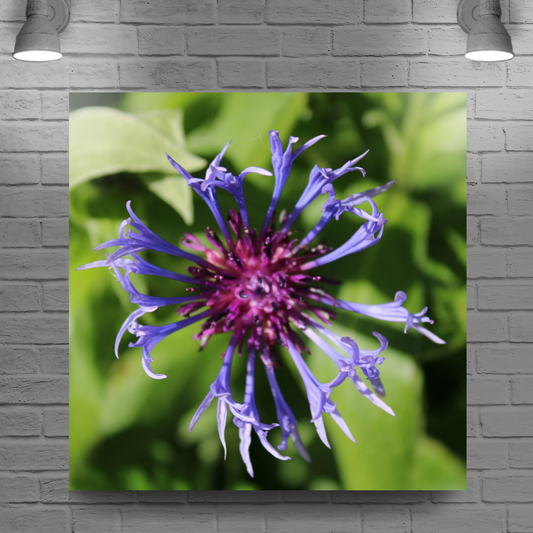 Giclée Mounted Wall Art Prints. Centaurea Montana  Cornflower. Todmorden. The Rochdale Canal. West Yorkshire. England.