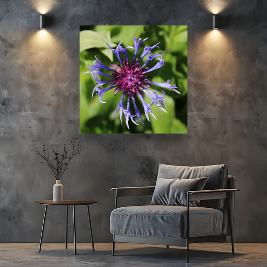Giclée Mounted Wall Art Prints. Centaurea Montana  Cornflower. Todmorden. The Rochdale Canal. West Yorkshire. England.
