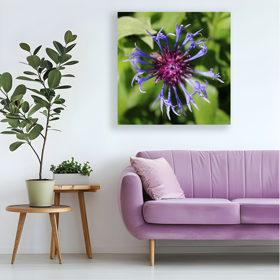 Giclée Mounted Wall Art Prints. Centaurea Montana  Cornflower. Todmorden. The Rochdale Canal. West Yorkshire. England.