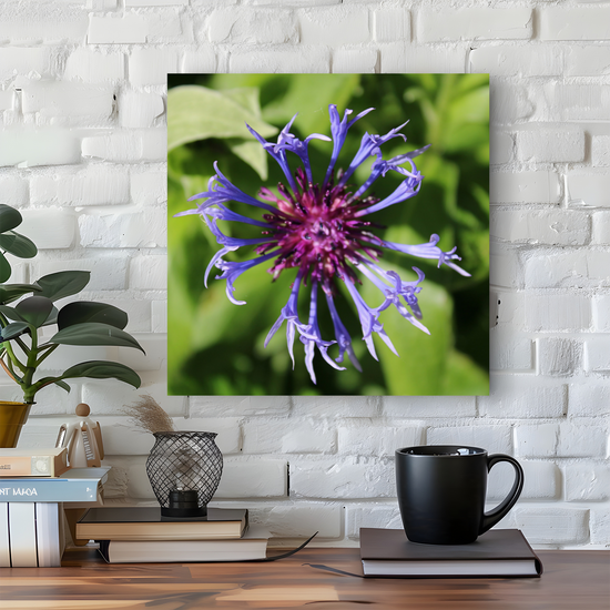 Giclée Mounted Wall Art Prints. Centaurea Montana  Cornflower. Todmorden. The Rochdale Canal. West Yorkshire. England.