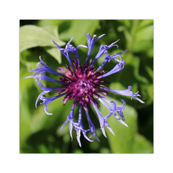 Giclée Mounted Wall Art Prints. Centaurea Montana  Cornflower. Todmorden. The Rochdale Canal. West Yorkshire. England.