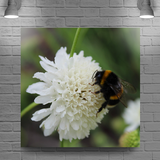 Giclee Mounted Wall Art Prints. The Lost Gardens of Heligan. Pentewan. St. Austell. Cornwall. England.