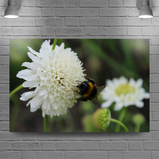 Giclee Mounted Wall Art Prints. The Lost Gardens of Heligan. Pentewan. St. Austell. Cornwall. England.