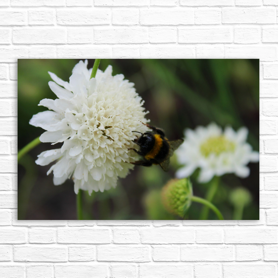 Giclee Mounted Wall Art Prints. The Lost Gardens of Heligan. Pentewan. St. Austell. Cornwall. England.
