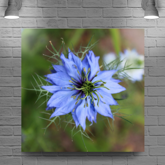 Giclee Mounted Wall Art Prints. Nigella Damascena  Flower. The Lost Gardens of Heligan. Pentewan. St. Austell. Cornwall. England. England.