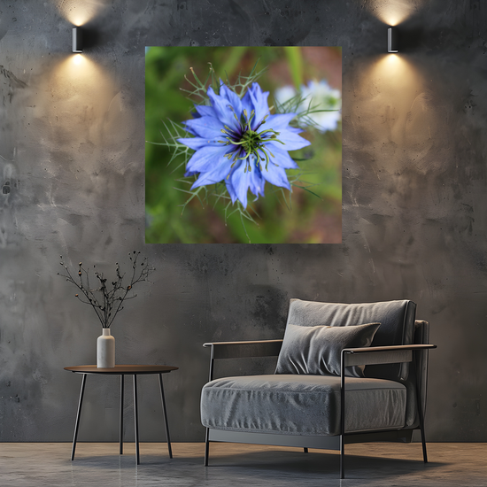 Giclee Mounted Wall Art Prints. Nigella Damascena  Flower. The Lost Gardens of Heligan. Pentewan. St. Austell. Cornwall. England. England.