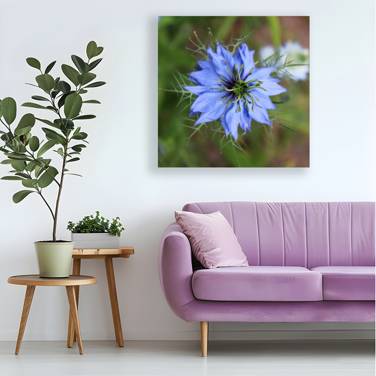 Giclee Mounted Wall Art Prints. Nigella Damascena  Flower. The Lost Gardens of Heligan. Pentewan. St. Austell. Cornwall. England. England.