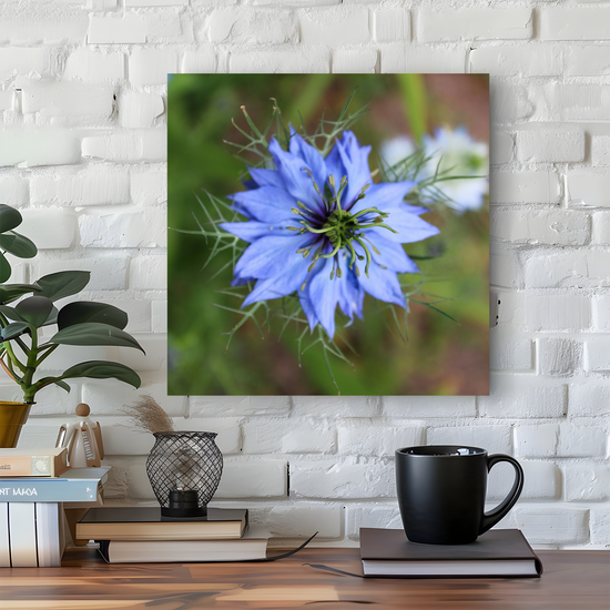 Giclee Mounted Wall Art Prints. Nigella Damascena  Flower. The Lost Gardens of Heligan. Pentewan. St. Austell. Cornwall. England. England.