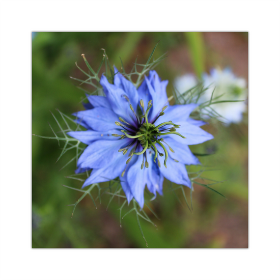 Giclee Mounted Wall Art Prints. Nigella Damascena  Flower. The Lost Gardens of Heligan. Pentewan. St. Austell. Cornwall. England. England.